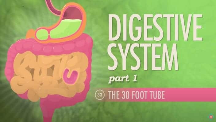 Human Digestive System pt 1