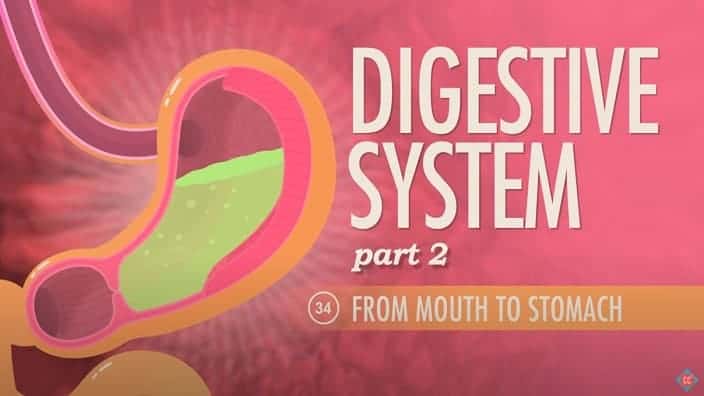 Human Digestive System pt 2