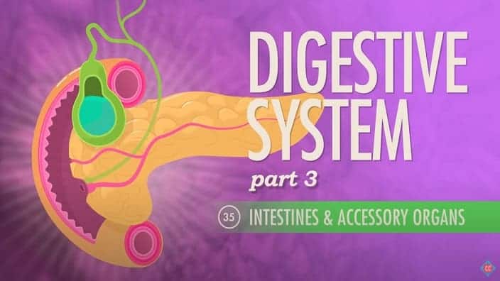 Human Digestive System pt 3