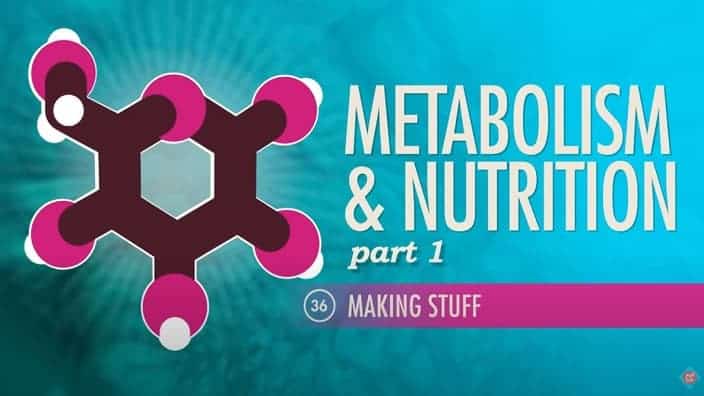 Metabolism & Nutrition pt 1