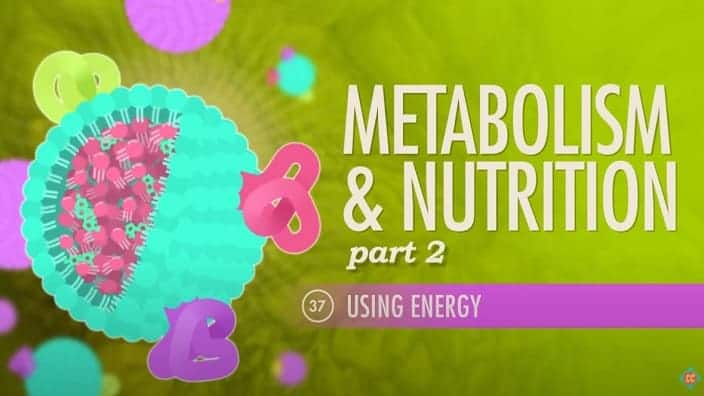 Metabolism & Nutrition pt 2
